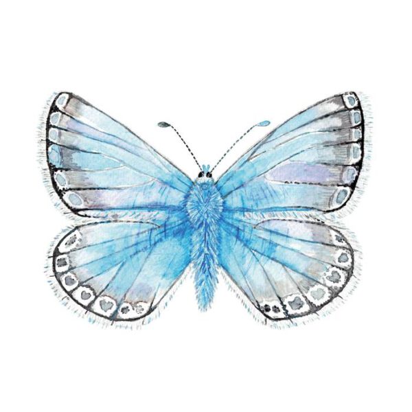 Bleek blauwtje vlinder poster