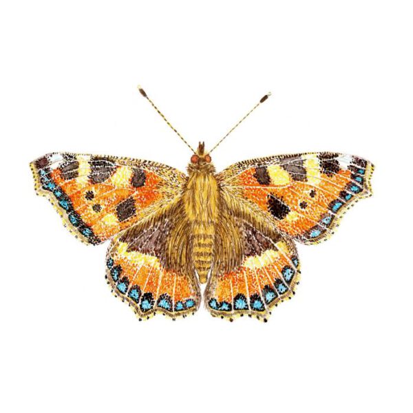 Kleine vos vlinder poster