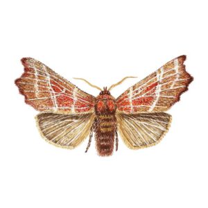 Roesje vlinder poster